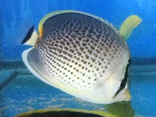 Peppered Butterflyfish