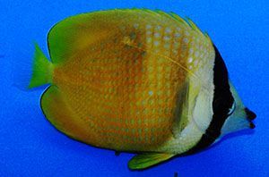 Kleinii Butterflyfish