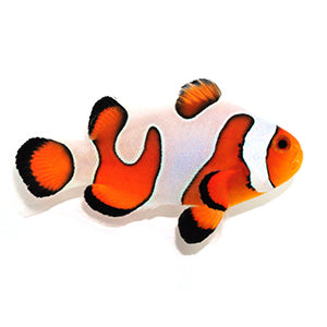 Clownfish Fancy White Extreme Gladiator/DaVinci