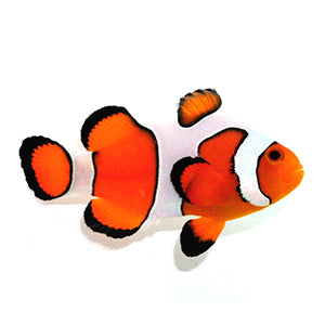 Clownfish Fancy White Gladiator/DaVinci