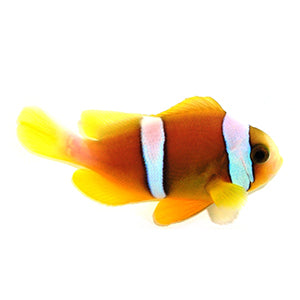 Clownfish Allardi