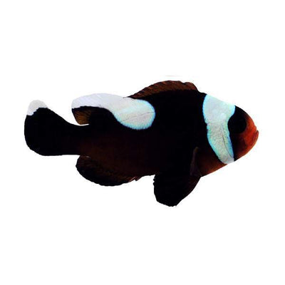 Clownfish Brown Saddleback