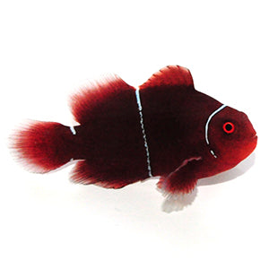 Clownfish Maroon White Stripe