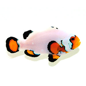 Clownfish Frostbite Flurry