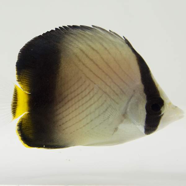 Vagabond Butterflyfish