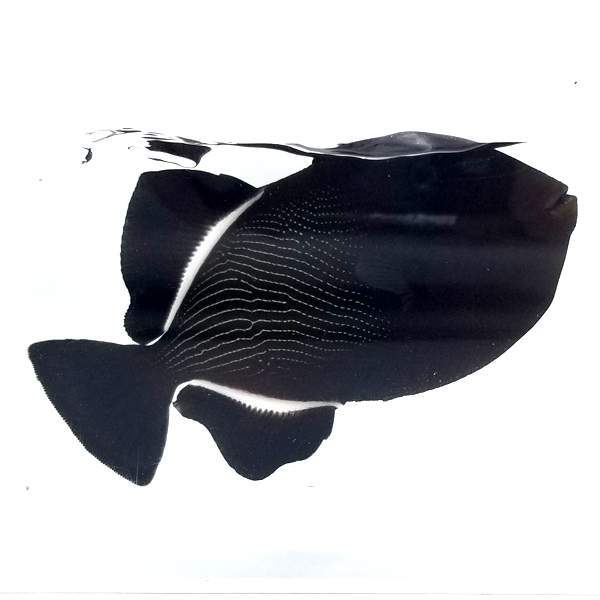 Indian Blackfin Trigger