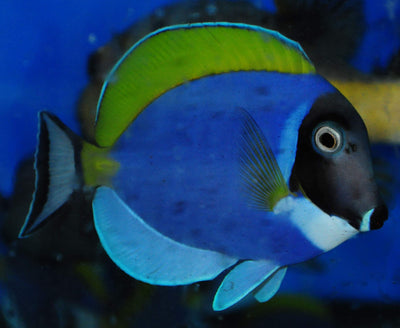 Powder Blue Tang