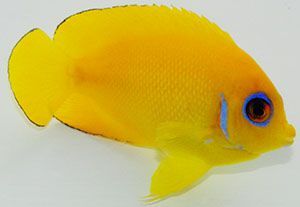 Lemonpeel Angel