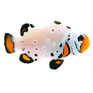 Clownfish Frostbite SubZero