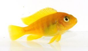 Lake Malawi Saulosi Cichlid