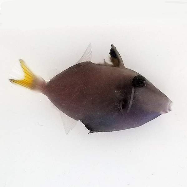 Whitetail Triggerfish