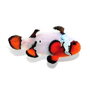 Clownfish Black Ice