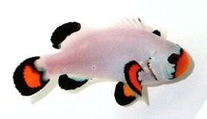 Clownfish Frostbite Flurry