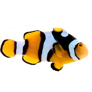 Clownfish True Percula Fullbar Extra Black