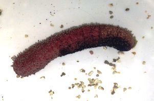 Black and Pink Sea Cucumber Pink Hot Dog