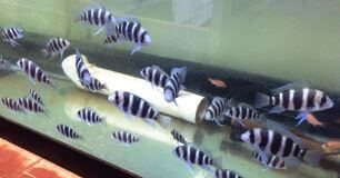 Burundi Frontosa Cichlid