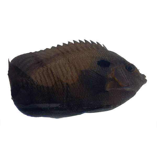 Blue Fin Angelfish