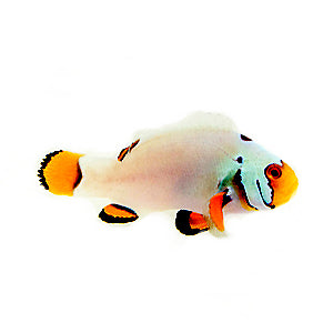 Clownfish Picasso Snow Special
