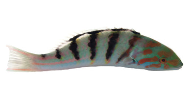 Hardwicke Wrasse