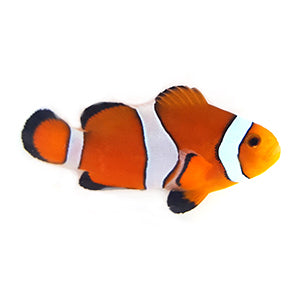 Clownfish Sunset Mocha