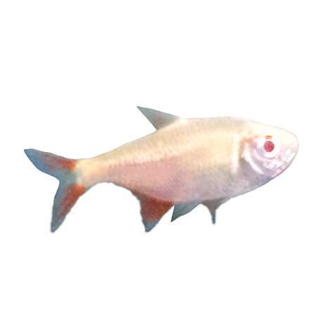 Buenos Aires Tetra ALBINO