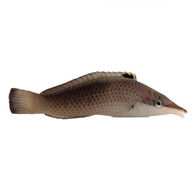 Bird Wrasse - Male