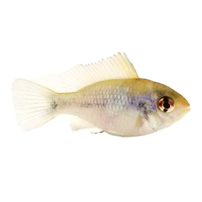 Balloon Blue Ram Cichlid