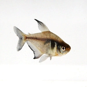 Black Phantom Tetra