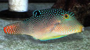 Fiji Orange Tail Puffer Honeycomb Toby