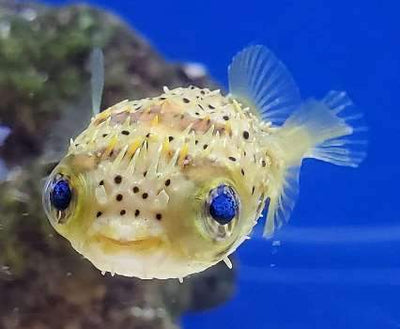 Caribbean Sharpnose Puffer
