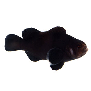 Clownfish Black Midnight