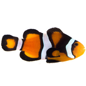 Clownfish Fancy Super