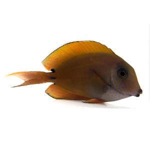 Lavender Tang