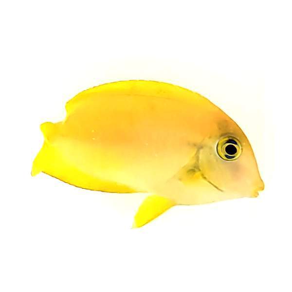 Orange Shoulder Tang