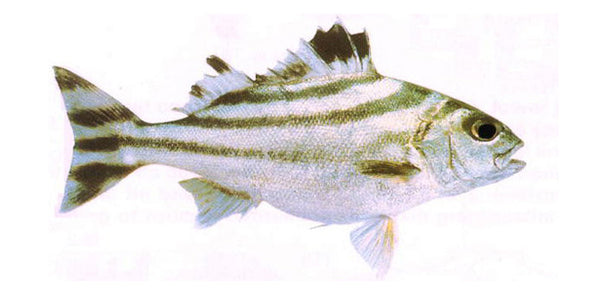 Target Fish