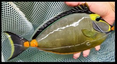 Naso Tang