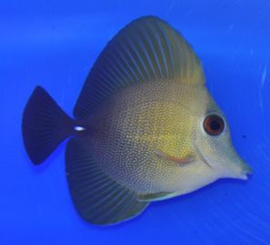 Scopas Tang