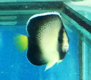 Cream Angelfish