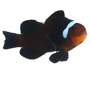 Clownfish Black Extreme Misbar