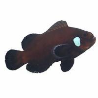 Clownfish Black Domino