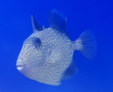 Blueline Triggerfish