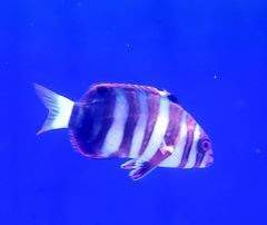 Harlequin Tusk