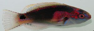 Exquisite Wrasse
