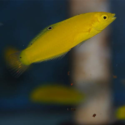 Yellow Coris Wrass