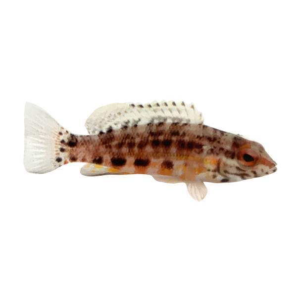 Lantern Basslet