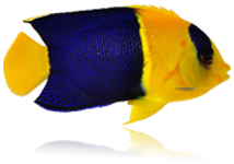 Bicolor Angel