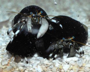 Left-Handed Dwarf Zebra Hermit Crab
