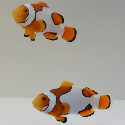 Clownfish Percularis Picasso Semi