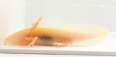 Albino-Golden Mix Axolotl
