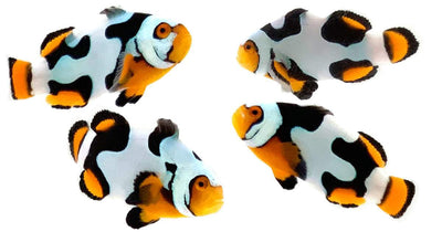 Clownfish Onyx Picasso C-Quest Line